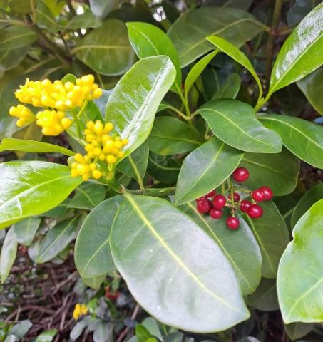 Psychotria capensis subsp. capensis leaves
